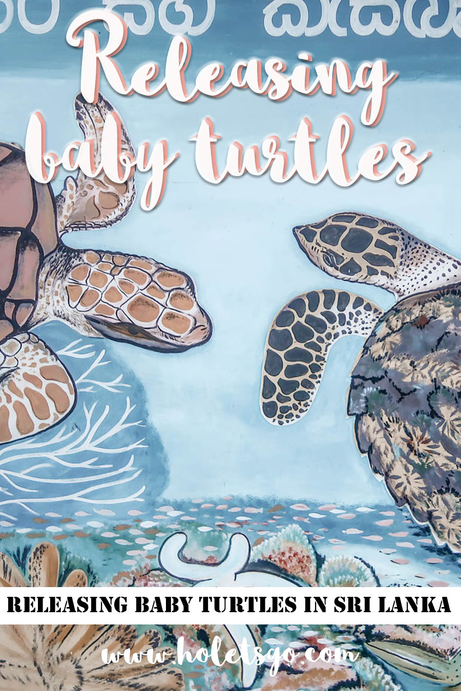 Where Do Baby Turtles Go?